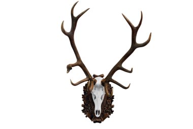 Deer skull clipart