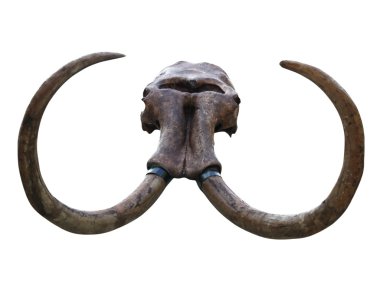 Mammoth skull clipart