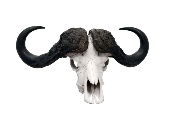 Teschio di toro selvatico africano — Foto Stock