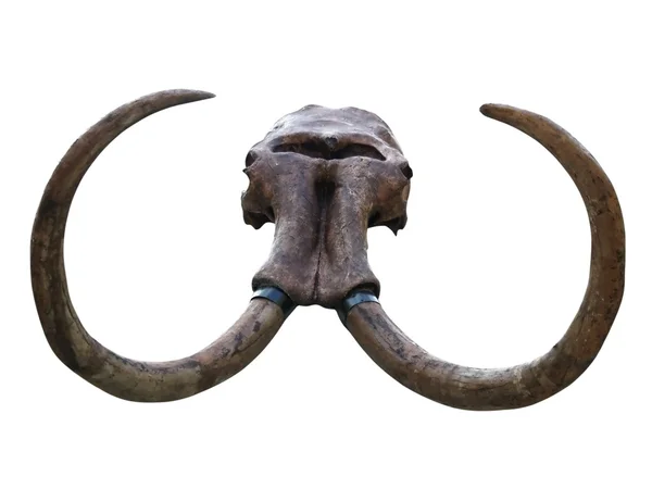 Mammut skalle — Stockfoto