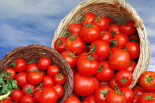 Tomatoes