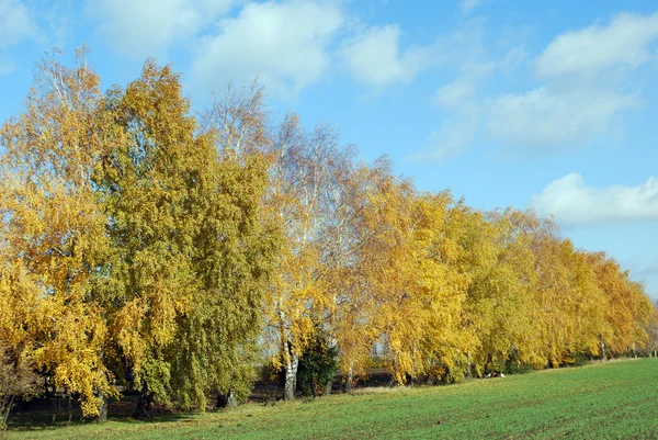 Autumn colorful tree — Stock Photo, Image