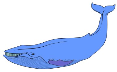 Blue whale clipart