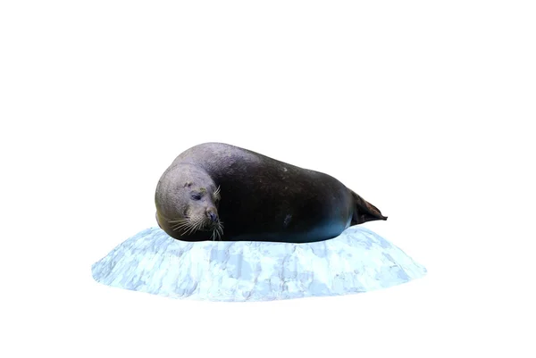 Seal on iceberg — Stock Photo, Image