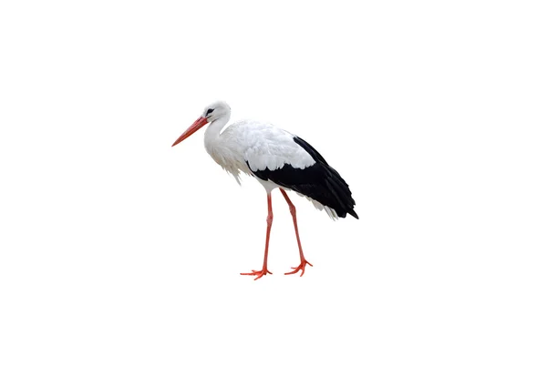 Stork isolerade — Stockfoto