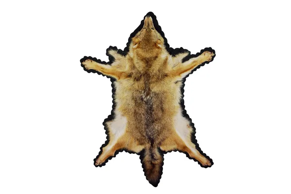 Pele chacal recheada — Fotografia de Stock