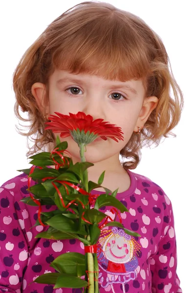 Маленькая девочка с красным цветом гербера — стоковое фото
