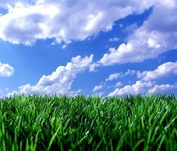 Cloudy blue sky with grass — Stock Photo, Image