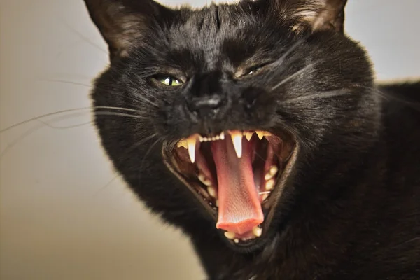Zły czarny kot — Zdjęcie stockowe