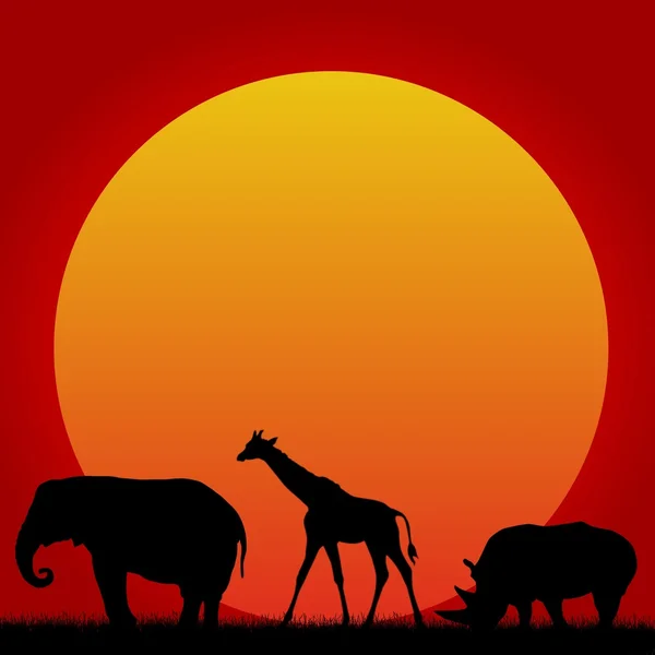 Wilde dieren in zonsondergang — Stockfoto