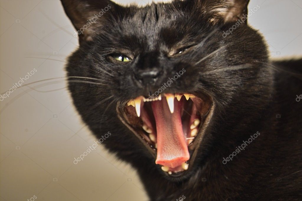 screaming black cat