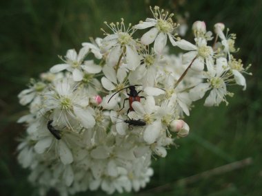 Doğa