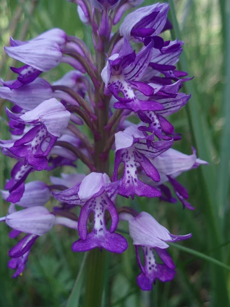 Stock image Nature