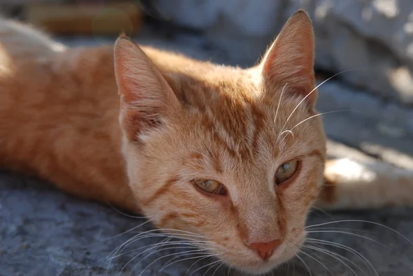 stock image Orange cat