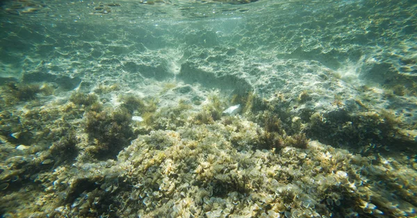 Underwater - seabed — Stock Photo, Image