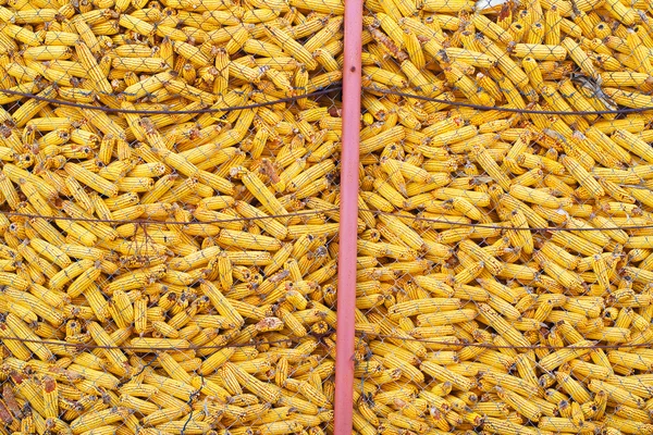 収穫されたトウモロコシ — ストック写真