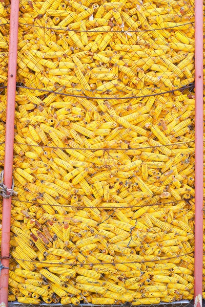新鮮な収穫されたトウモロコシ — ストック写真
