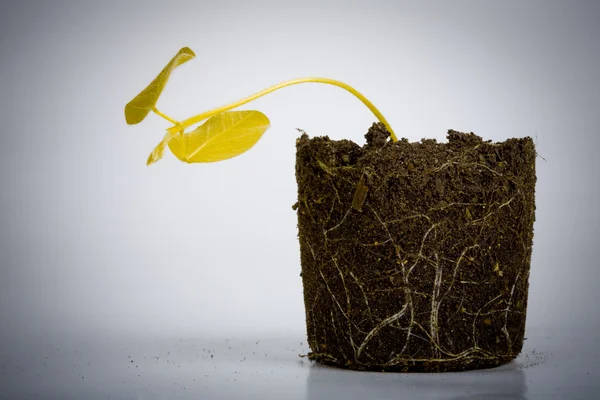 Döda gul växt — Stockfoto