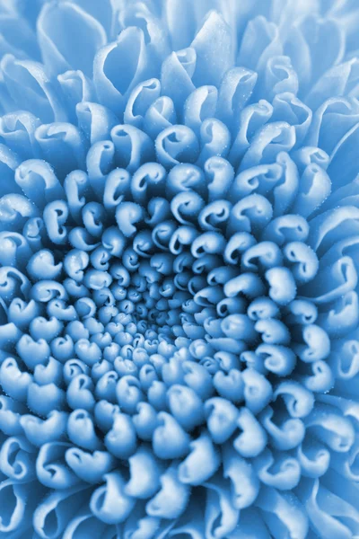 Niebieski roślina świata — Zdjęcie stockowe