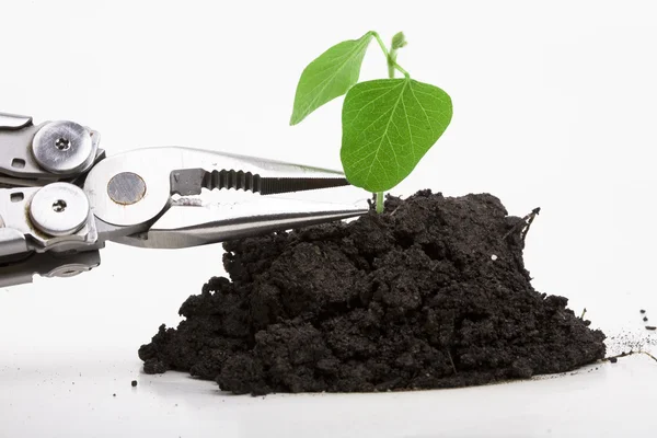 Forced seeding of plant — Stock Photo, Image