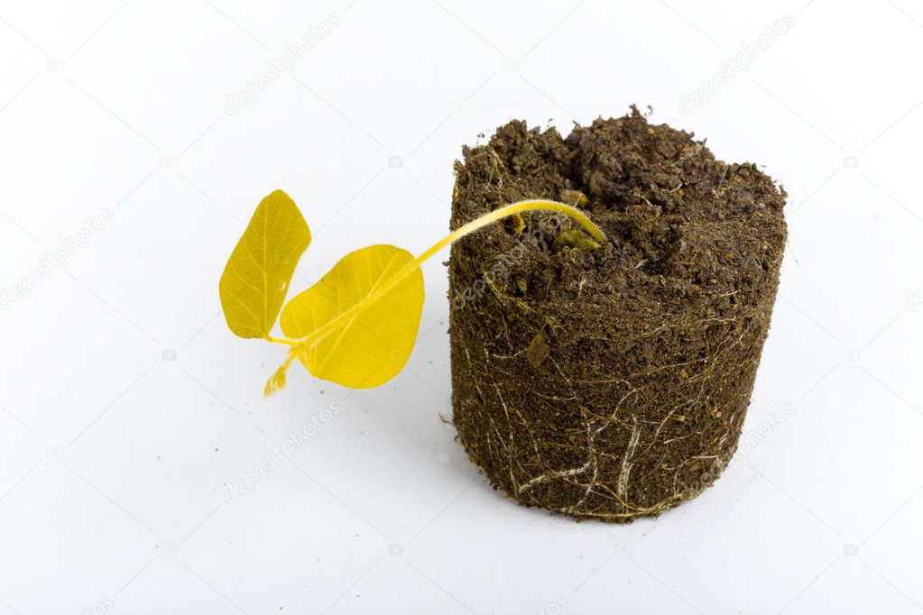 Dead yellow plant concept