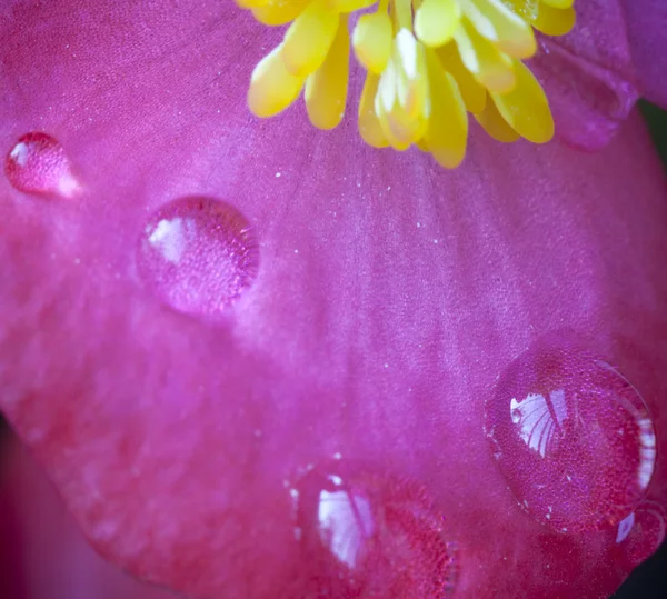 Flower macro — Stock Photo, Image