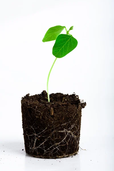 Växande grön växt — Stockfoto