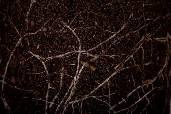 肥沃的土壤与根 — 图库照片