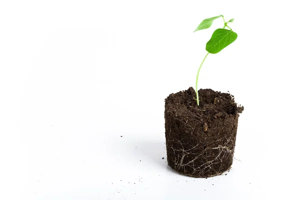 Növekszik a zöld növény — Stock Fotó
