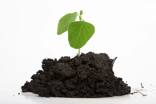 Young Plant concept — Stock Photo, Image