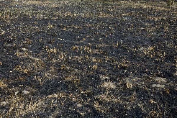 Çimenler yandı ve kurum zemin — Stok fotoğraf