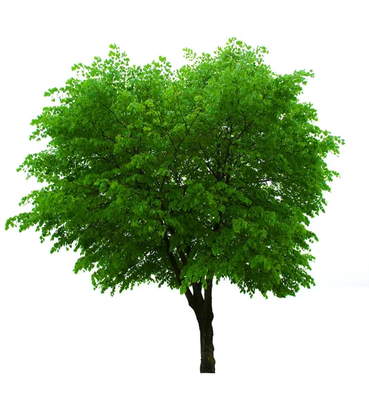 Izole ağaç — Stok fotoğraf