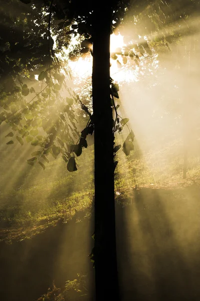 Φως δέντρο - ακτίνες του ήλιου — Φωτογραφία Αρχείου