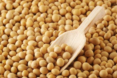 Soybeans clipart