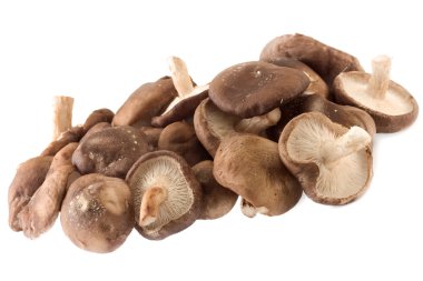 shiitake mantarları