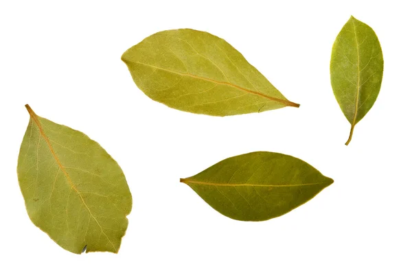 Φύλλα δάφνης — Φωτογραφία Αρχείου