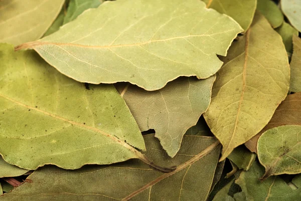 stock image Bay Leaves