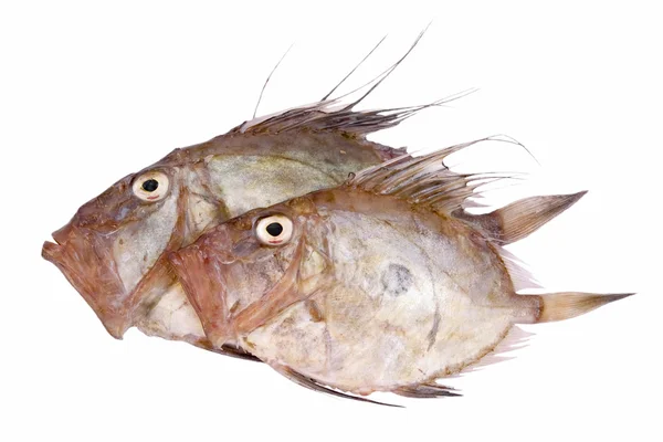 산 피에르 물고기 — 스톡 사진