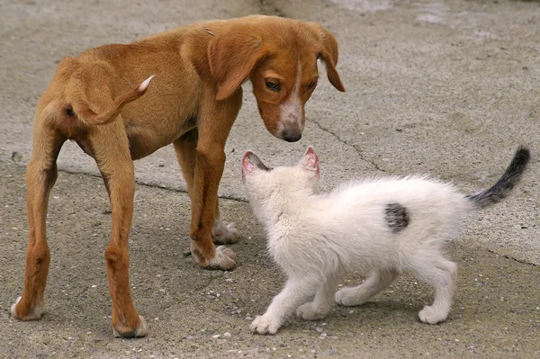 Mager hond en witte kat — Stockfoto