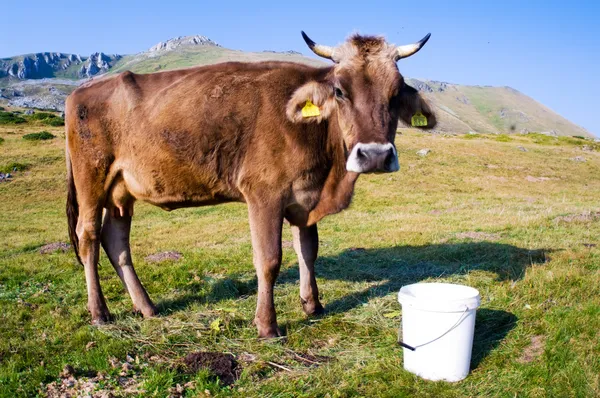 stock image Cow