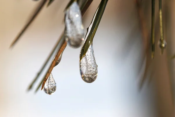 Ice Drops — Stock Photo, Image
