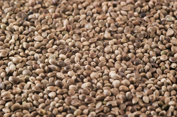 Семена конопли — стоковое фото