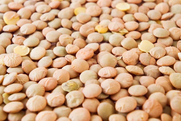 렌즈 콩 씨앗 — 스톡 사진