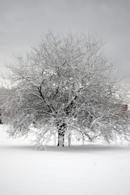 winter Park ağaç