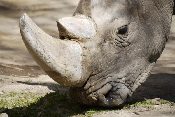 Rinoceronte close-up comendo — Fotografia de Stock