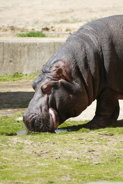 Hippopotamus eating on sunshine — Stock Photo, Image