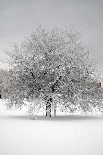 winter Park ağaç