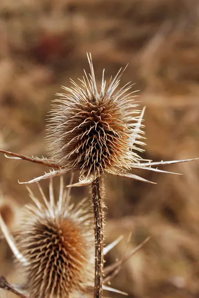 stock image Burdock close-up