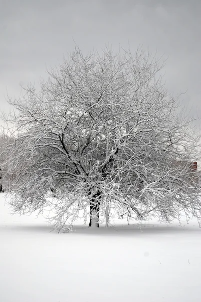 冬季公园中的树 免版税图库图片