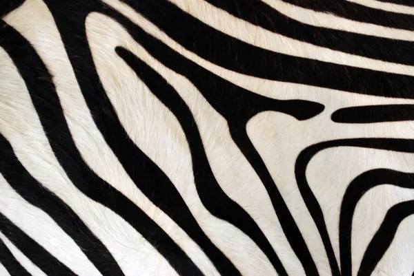 Zebra kůže Stock Obrázky
